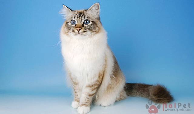 Birman-cat-meo-thanh