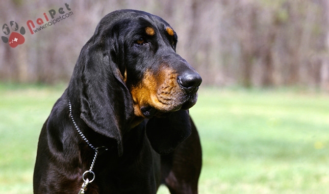 Black and -Tan Coonhound -khac-tinh-cua-su-tu-nui-va-gau-den-