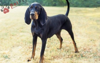 Black and -Tan Coonhound -khac-tinh-cua-su-tu-nui-va-gau-den- 1