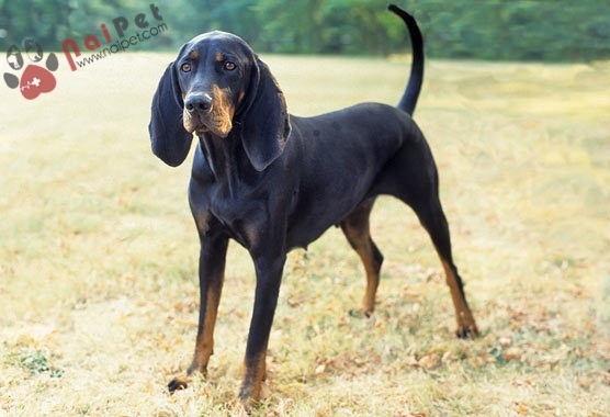 Black and -Tan Coonhound -khac-tinh-cua-su-tu-nui-va-gau-den- 1