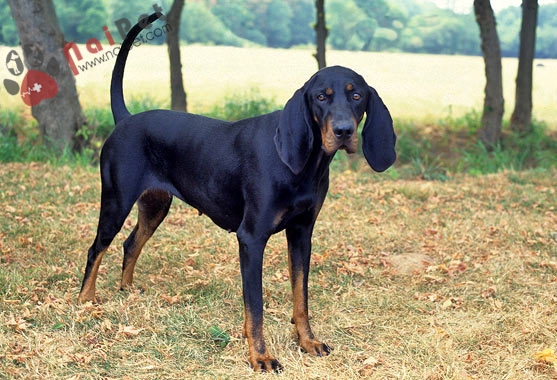 Black and -Tan Coonhound -khac-tinh-cua-su-tu-nui-va-gau-den- 2