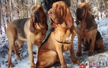 Bloodhound-quan-quan-truy-lung-
