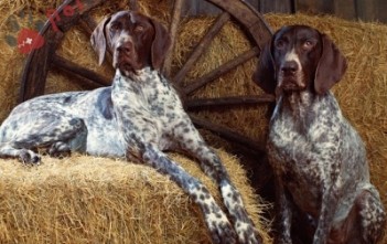 Bluetick-Coonhound-