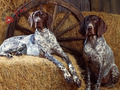 Bluetick-Coonhound-