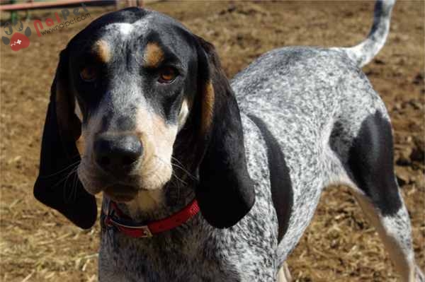 Bluetick-Coonhound-1