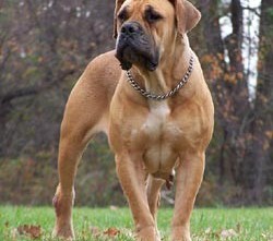 Boerboel-7