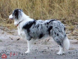 Border-Collie-1
