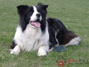 Border-Collie-2