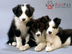 Border-Collie-3