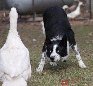 Border-Collie-4