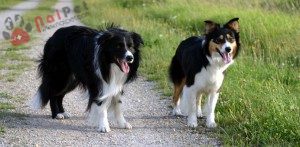 Border-Collie-6