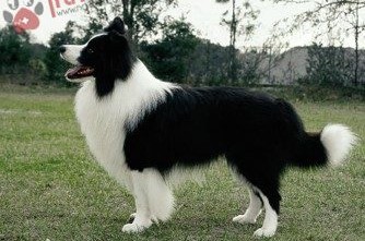 Border-Collie-7