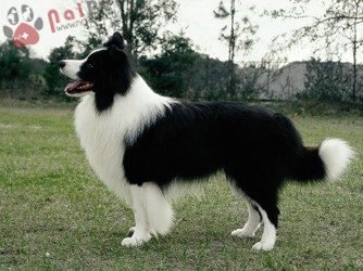 Border-Collie-7