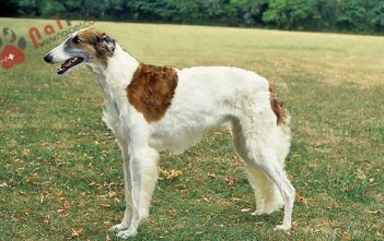 Borzoi-loai-cho-cua-gioi-quy-toc-