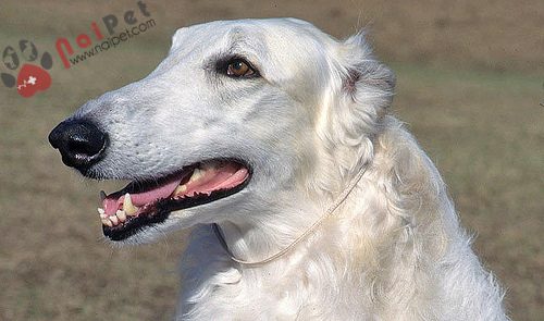 Borzoi-loai-cho-cua-gioi-quy-toc-1