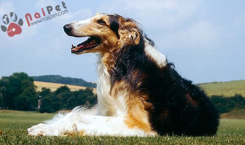 Borzoi-loai-cho-cua-gioi-quy-toc-2