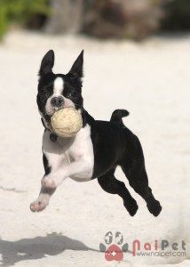 Boston-Terrier-1