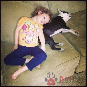 Boston-Terrier-2