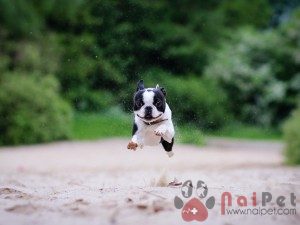 Boston-Terrier-4