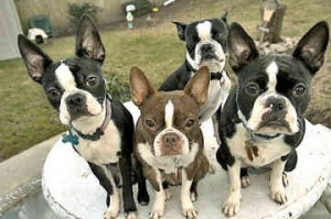 Boston-Terrier-5