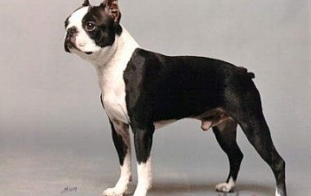 Boston-Terrier-6