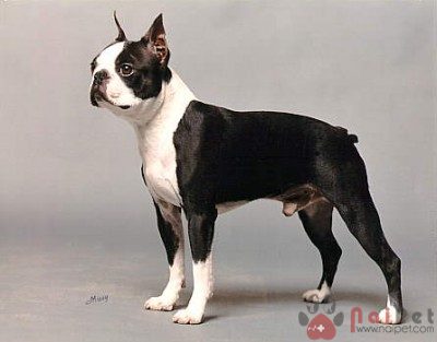 Boston-Terrier-6