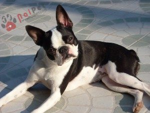 Boston-Terrier