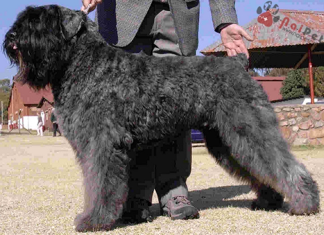 Bouvier des Flandres-loai-cho-chan-gia-suc-tu-Flanders-Bi-