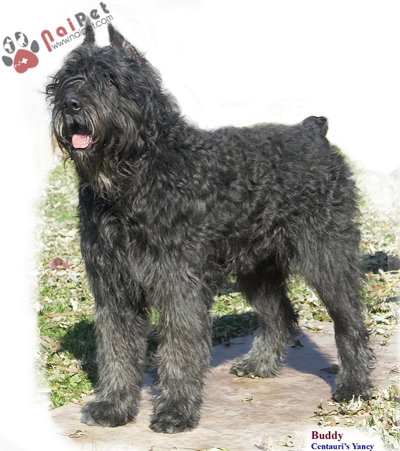 Bouvier des Flandres-loai-cho-chan-gia-suc-tu-Flanders-Bi-1