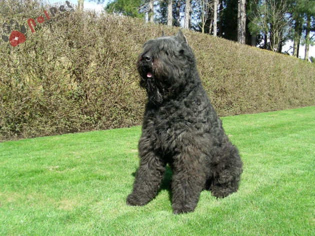 Bouvier des Flandres-loai-cho-chan-gia-suc-tu-Flanders-Bi-2