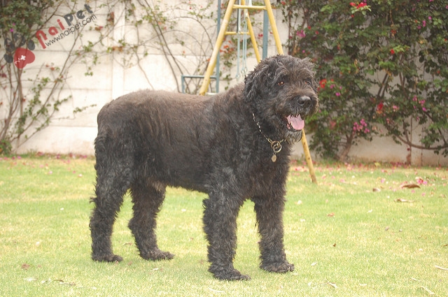 Bouvier des Flandres-loai-cho-chan-gia-suc-tu-Flanders-Bi-3