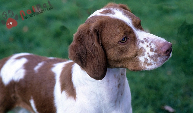 Brittany Spaniel-