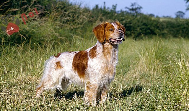 Brittany Spaniel-1