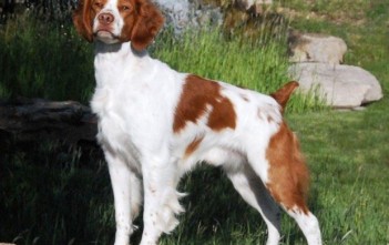 Brittany Spaniel-2