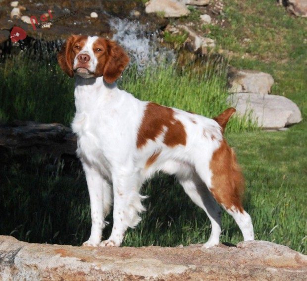 Brittany Spaniel-2