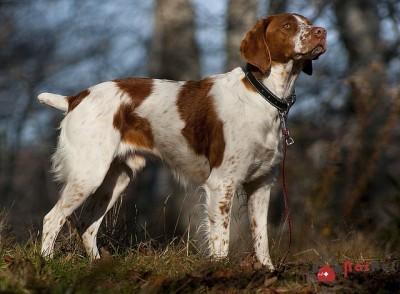 Brittany Spaniel-3