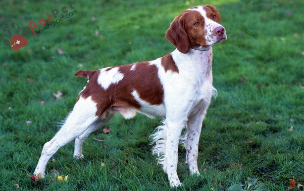 Brittany Spaniel-4