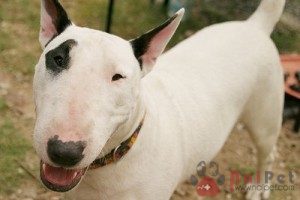 Bull-Terrier-1