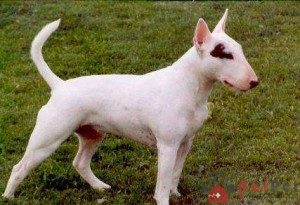 Bull-Terrier-2