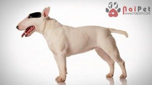 Bull-Terrier-3