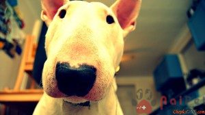 Bull-Terrier-5