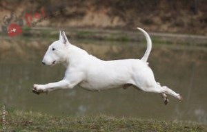 Bull-Terrier-7