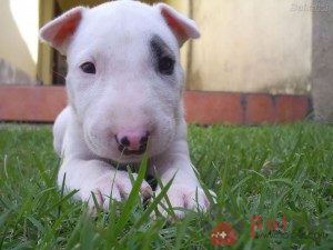 Bull-Terrier-8