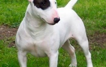 Bull-Terrier-9