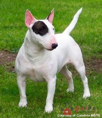Bull-Terrier-9