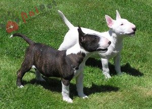 Bull-Terrier