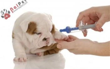 CHO-CHET-DICH-MOT-SU-THAT-PHU-PHANG