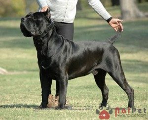Cane-Corso-1