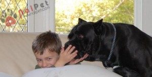 Cane-Corso-2