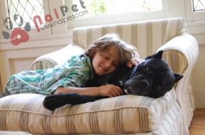 Cane-Corso-3